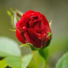 Rote Rose