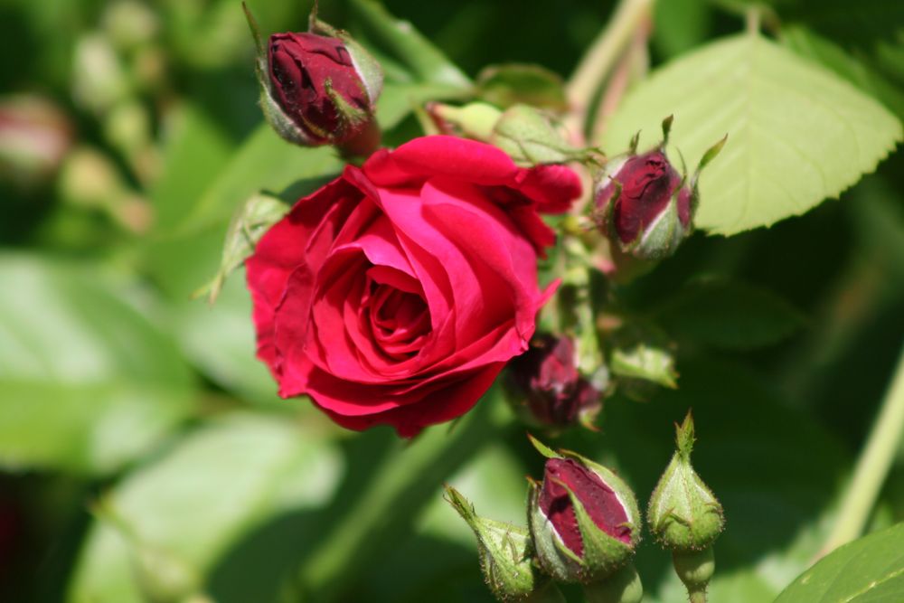 Rote Rose