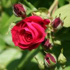 Rote Rose