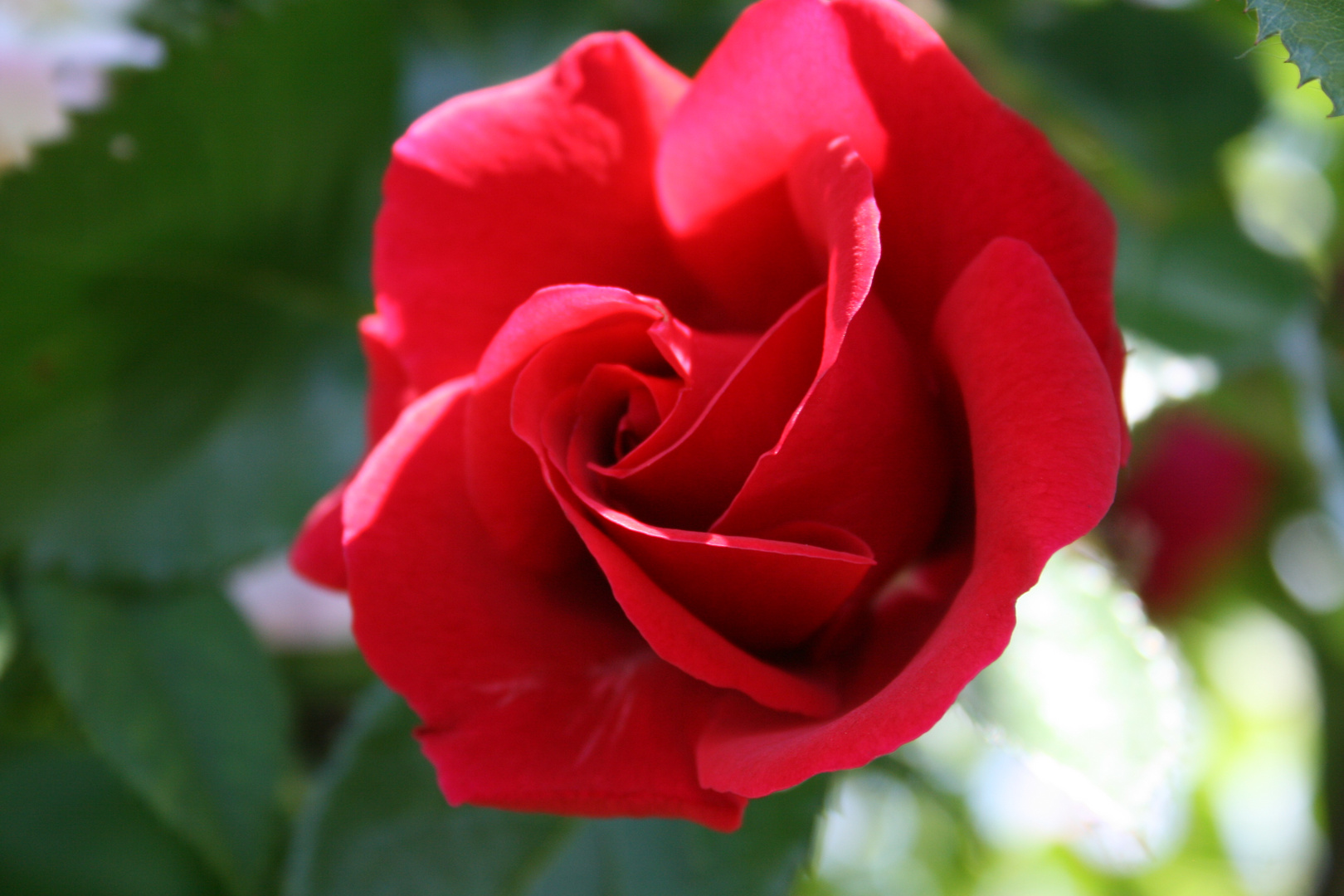 rote Rose