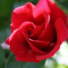 rote Rose