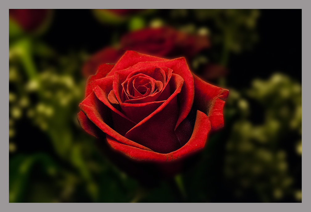 Rote Rose