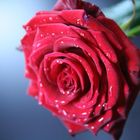 Rote Rose