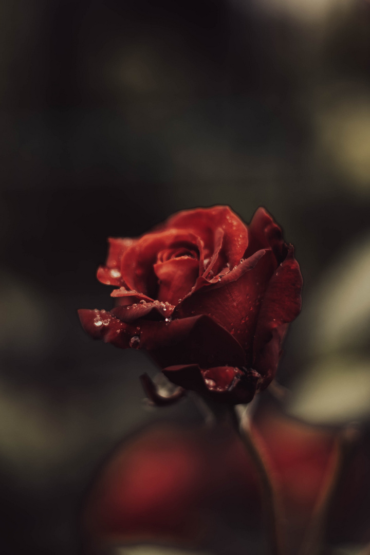 Rote Rose