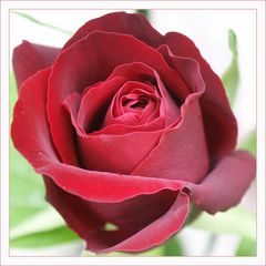 Rote Rose