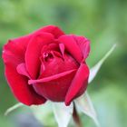 Rote Rose