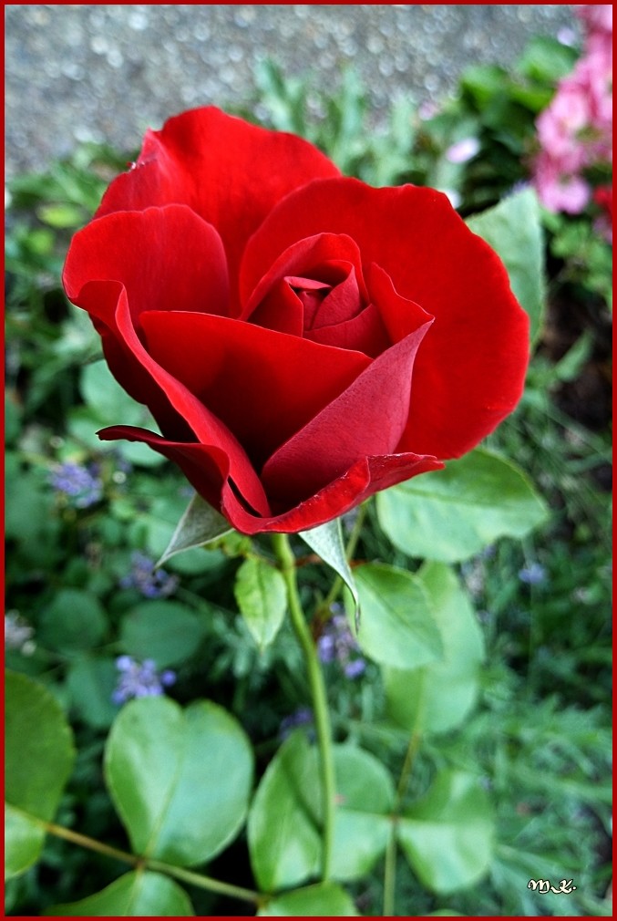 Rote Rose......