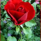 Rote Rose......