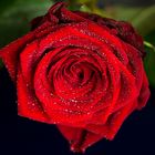 rote Rose