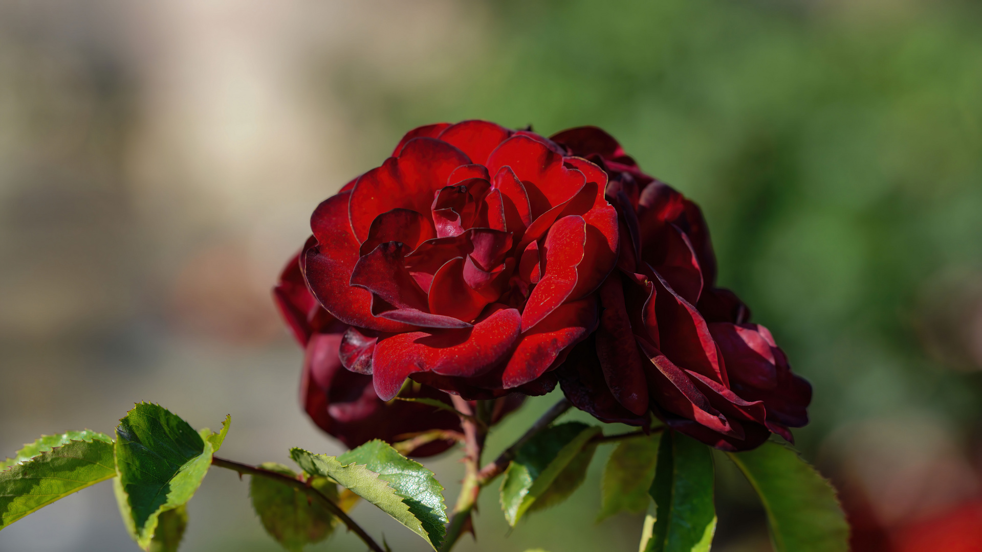 rote Rose 