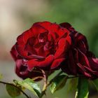 rote Rose 