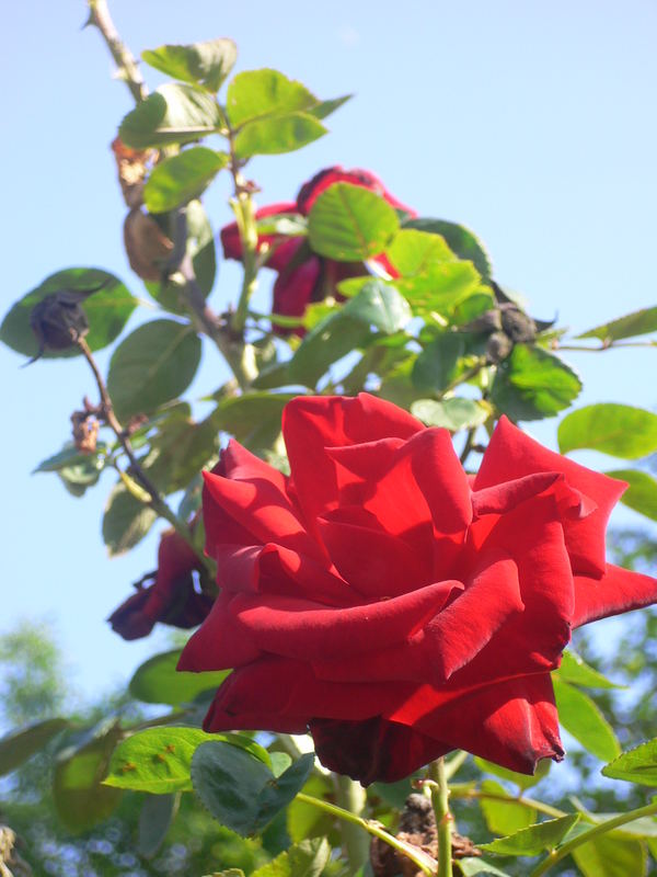 Rote Rose