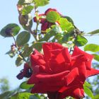 Rote Rose