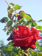 Rote Rose