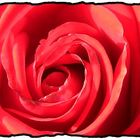 rote Rose