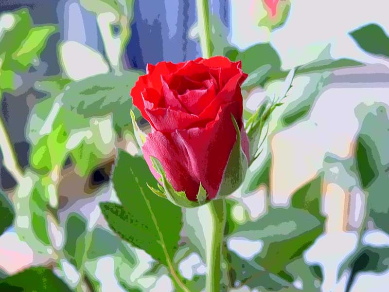 Rote Rose