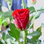 Rote Rose