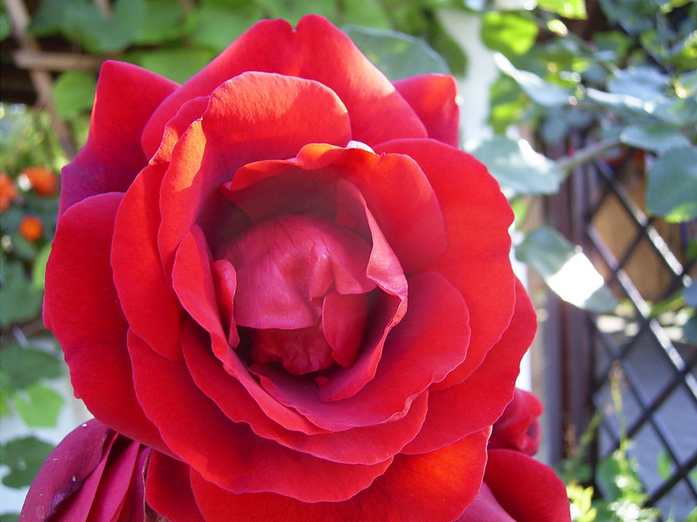 rote Rose