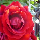 rote Rose