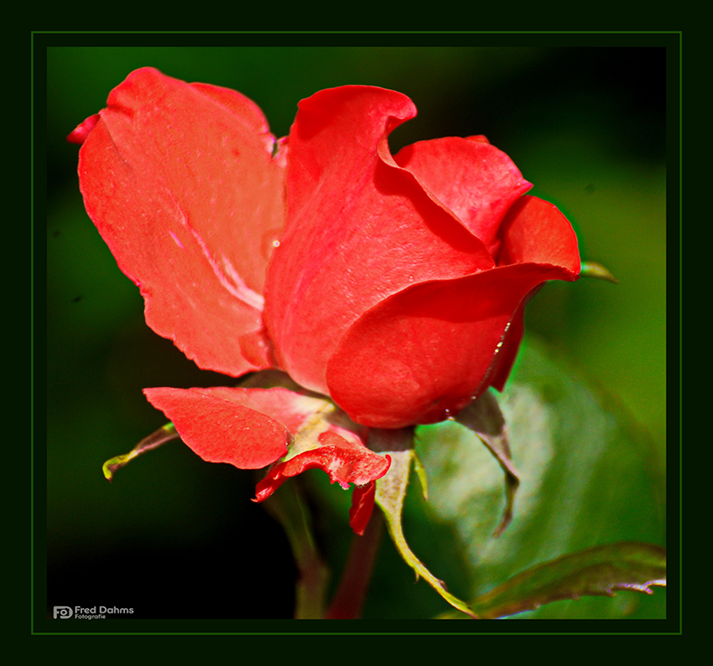 Rote Rose