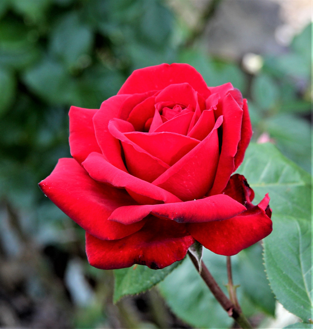 rote Rose als Mittwochsblümchen