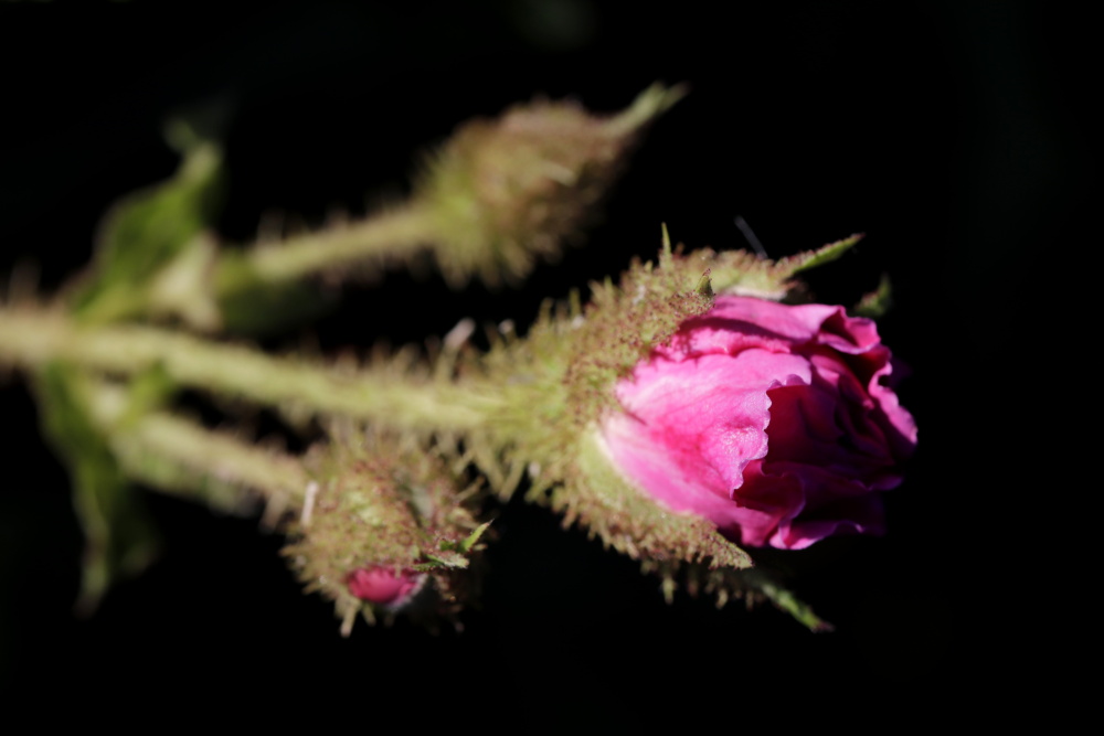 Rote Rose am Abend