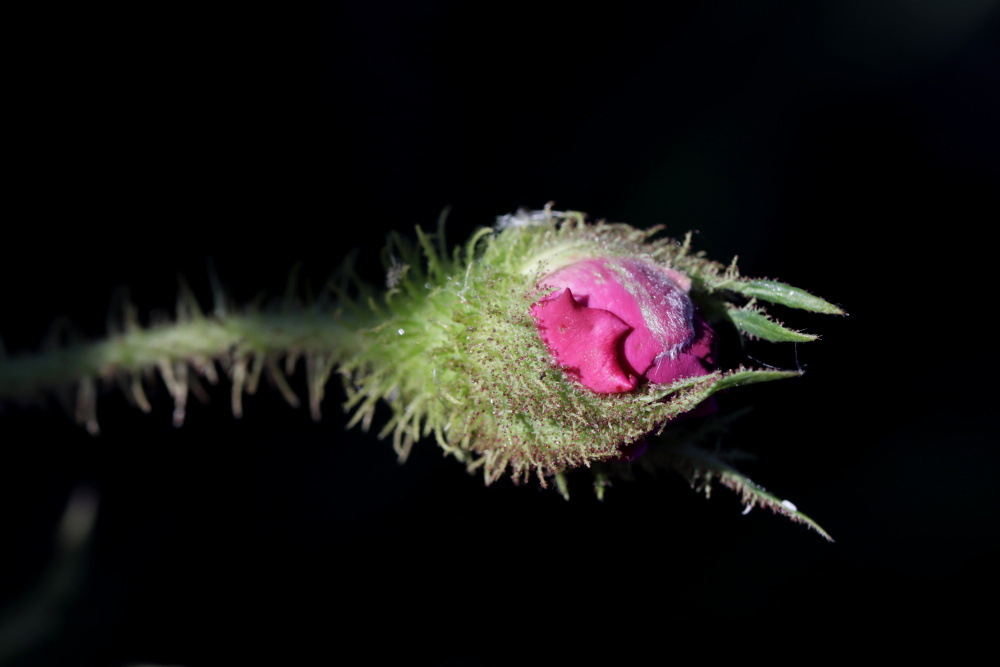 Rote Rose am Abend