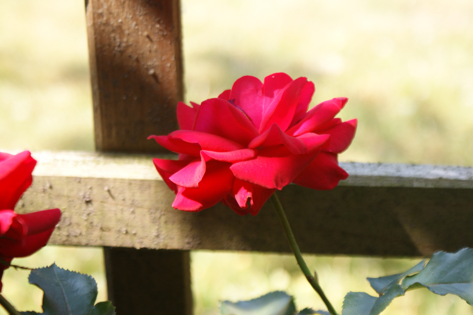 rote Rose am Gartenzaun