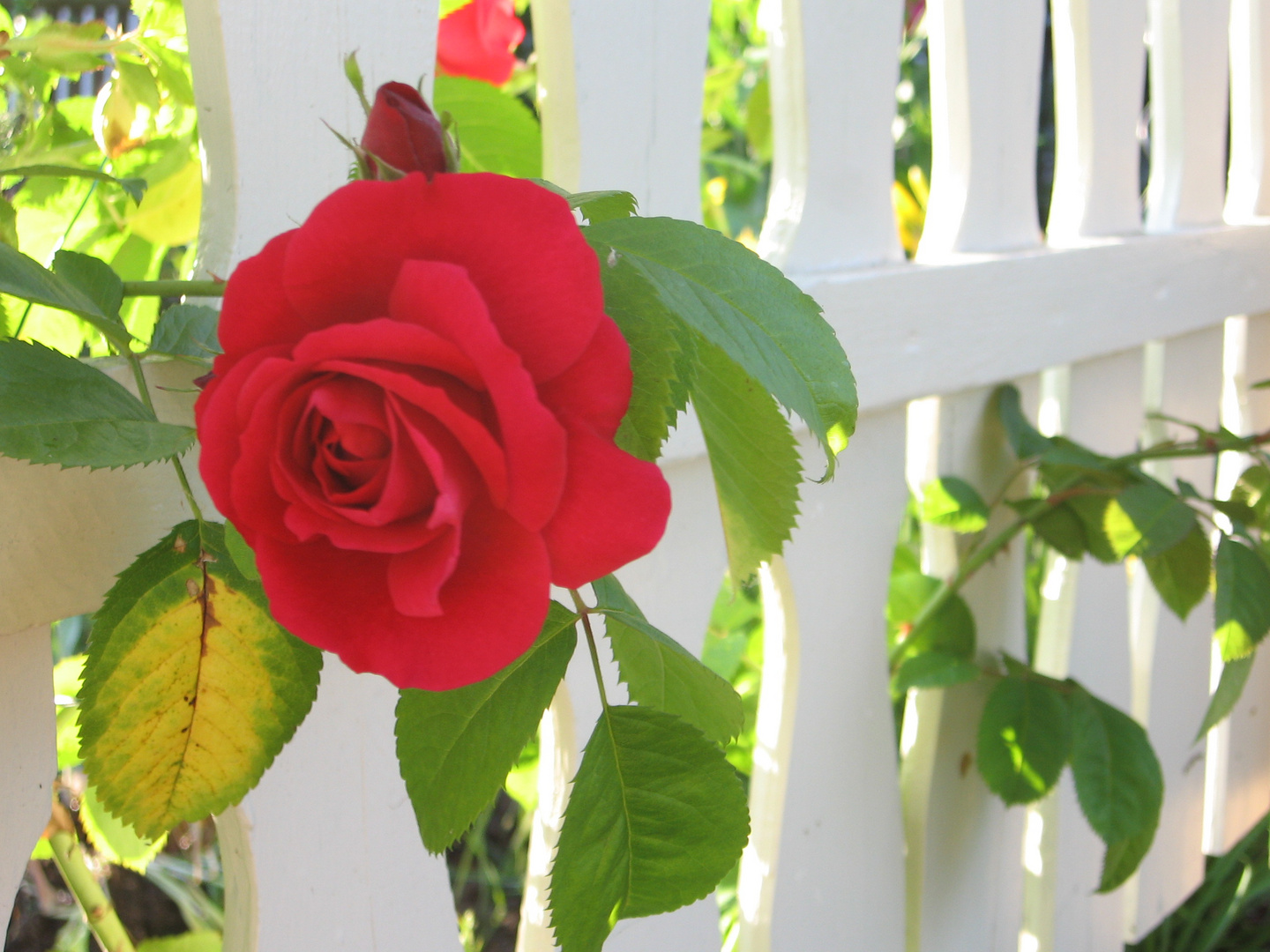 rote Rose am weißen Zaun