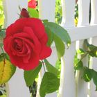 rote Rose am weißen Zaun