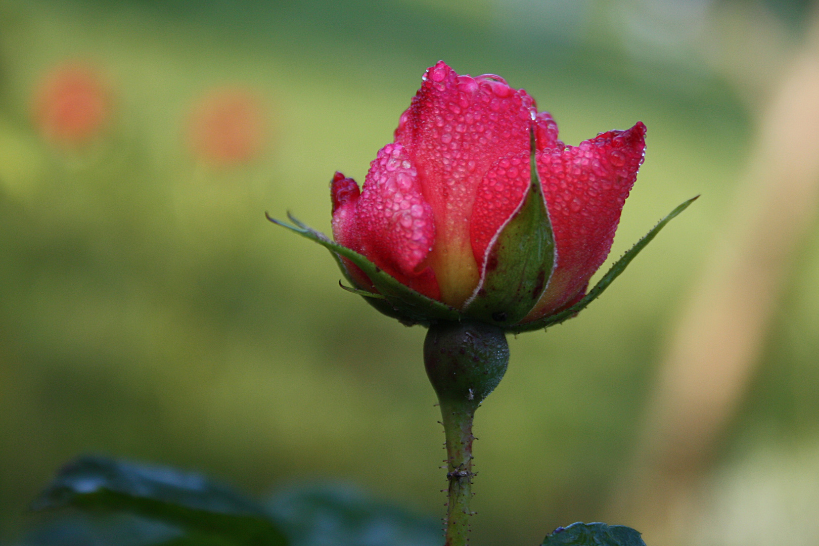 Rote Rose an einem Herbstmorgen