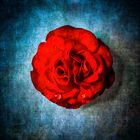 rote Rose auf blauem Gund