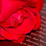 Rote Rose auf Buchcover