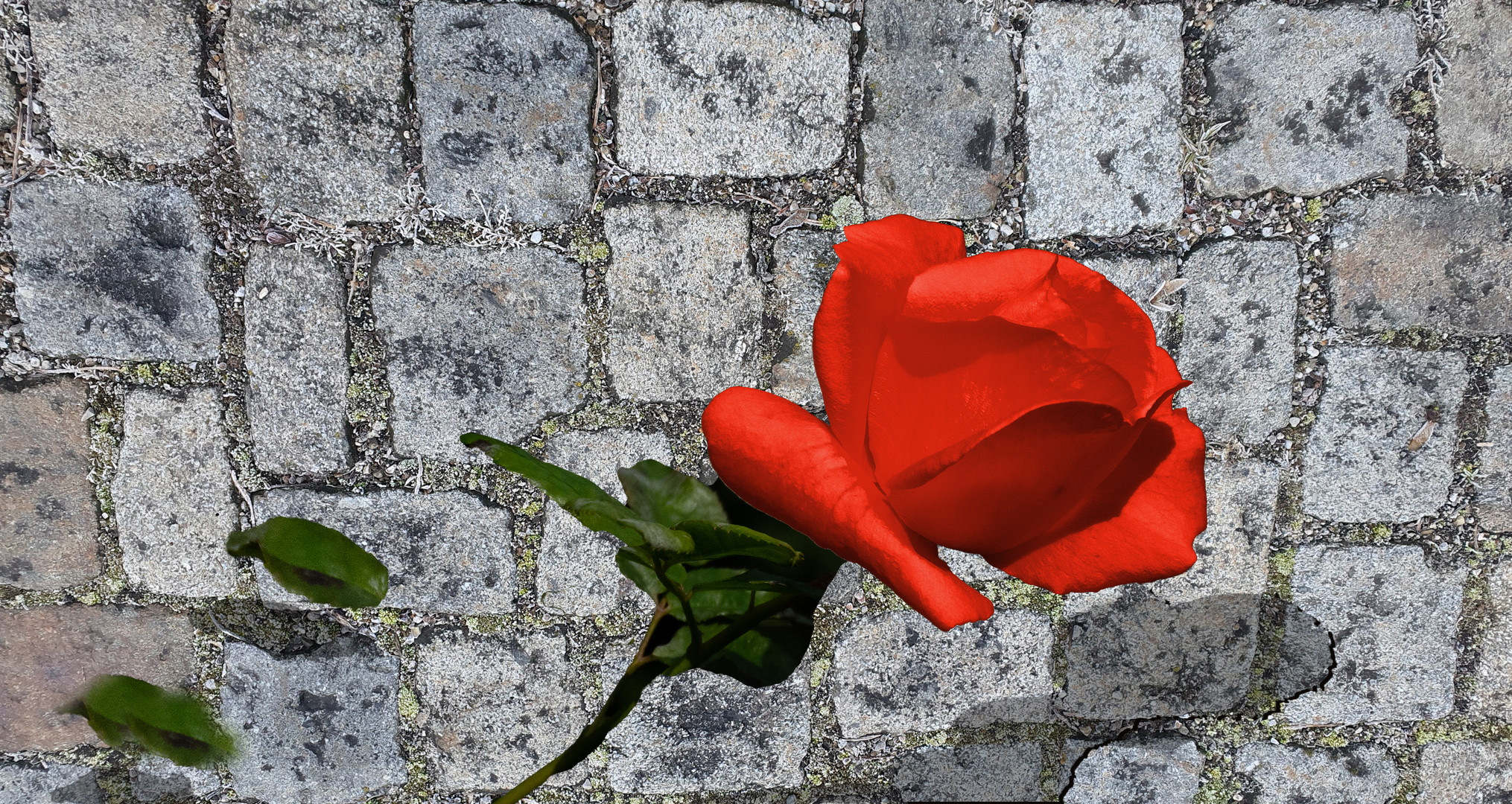 rote Rose auf Kopfsteinpflaster mit Schatten