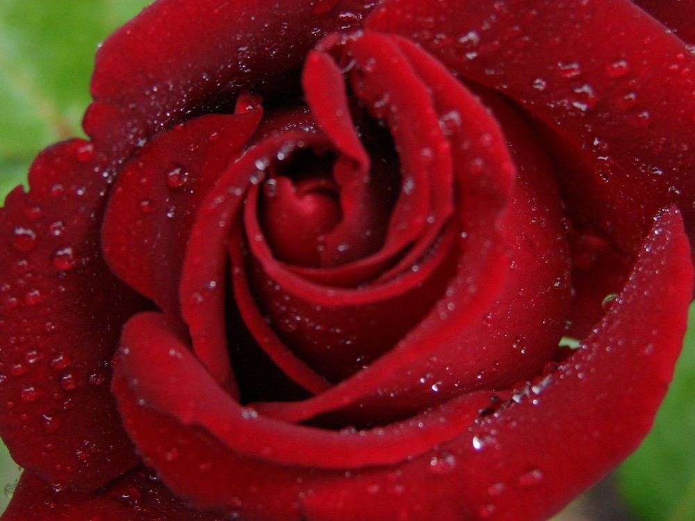 Rote Rose aus meinem Garten