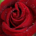 Rote Rose aus meinem Garten