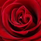 Rote Rose