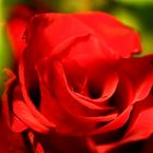 rote Rose....