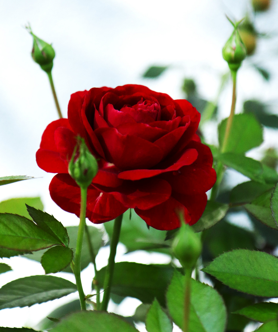 Rote Rose