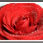 Rote Rose