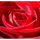 Rote Rose