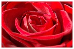 Rote Rose