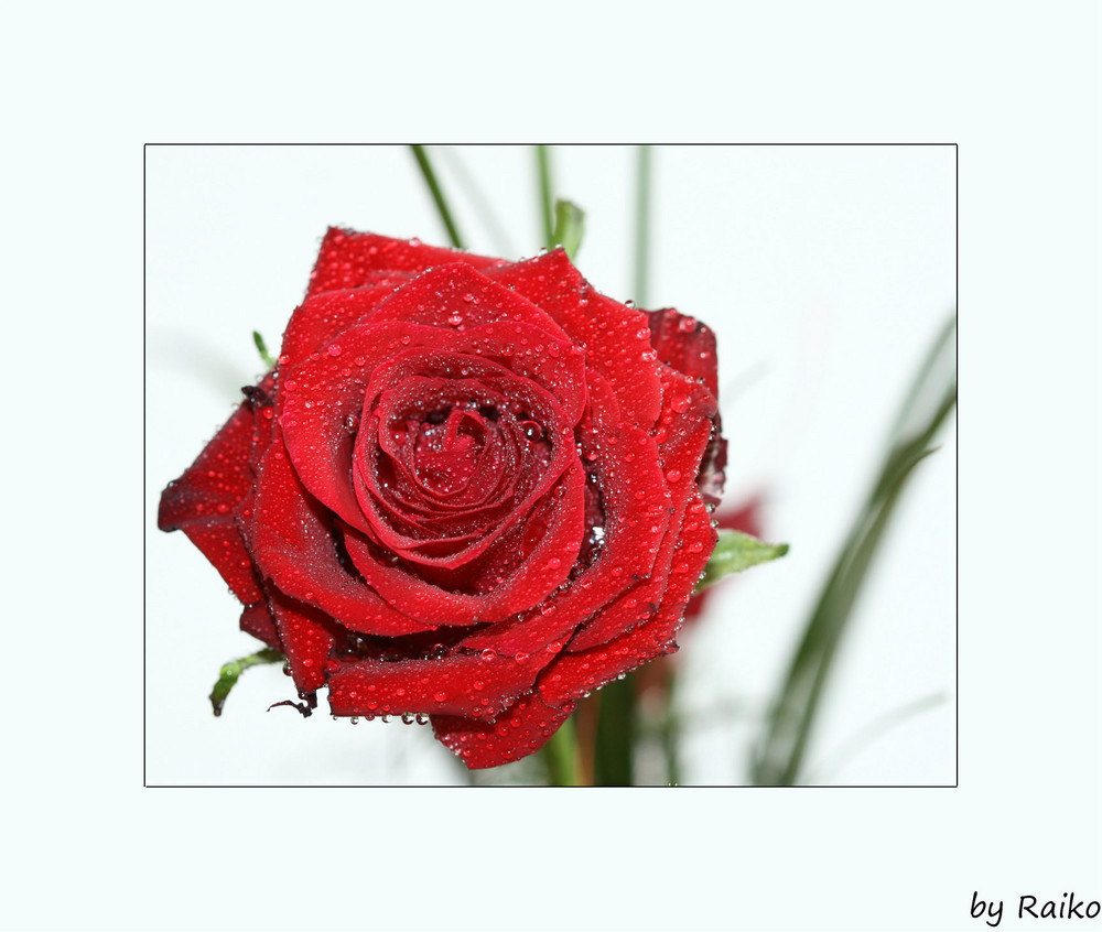 Rote Rose