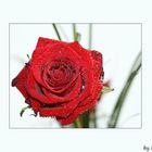 Rote Rose