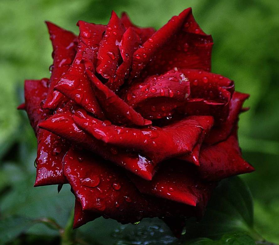 Rote Rose, betropft....