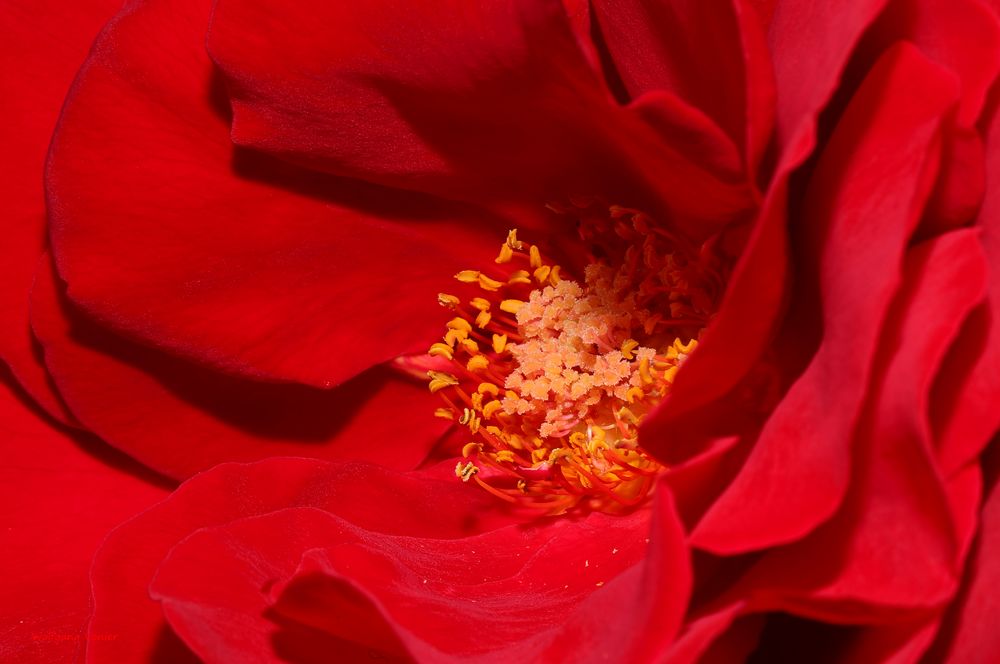 rote Rose