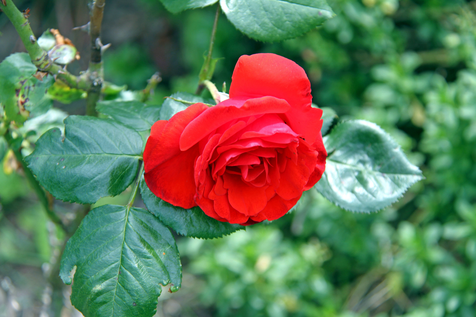 Rote Rose blüht in meinem Garten Foto & Bild deutschland, europe