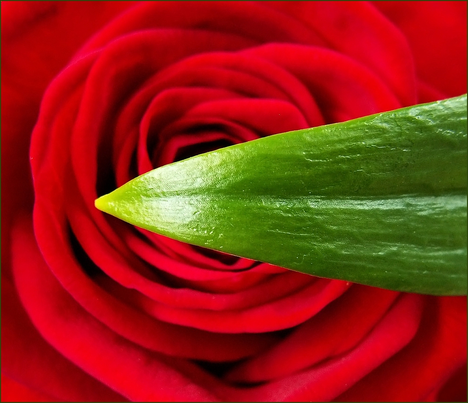 'rote Rose'