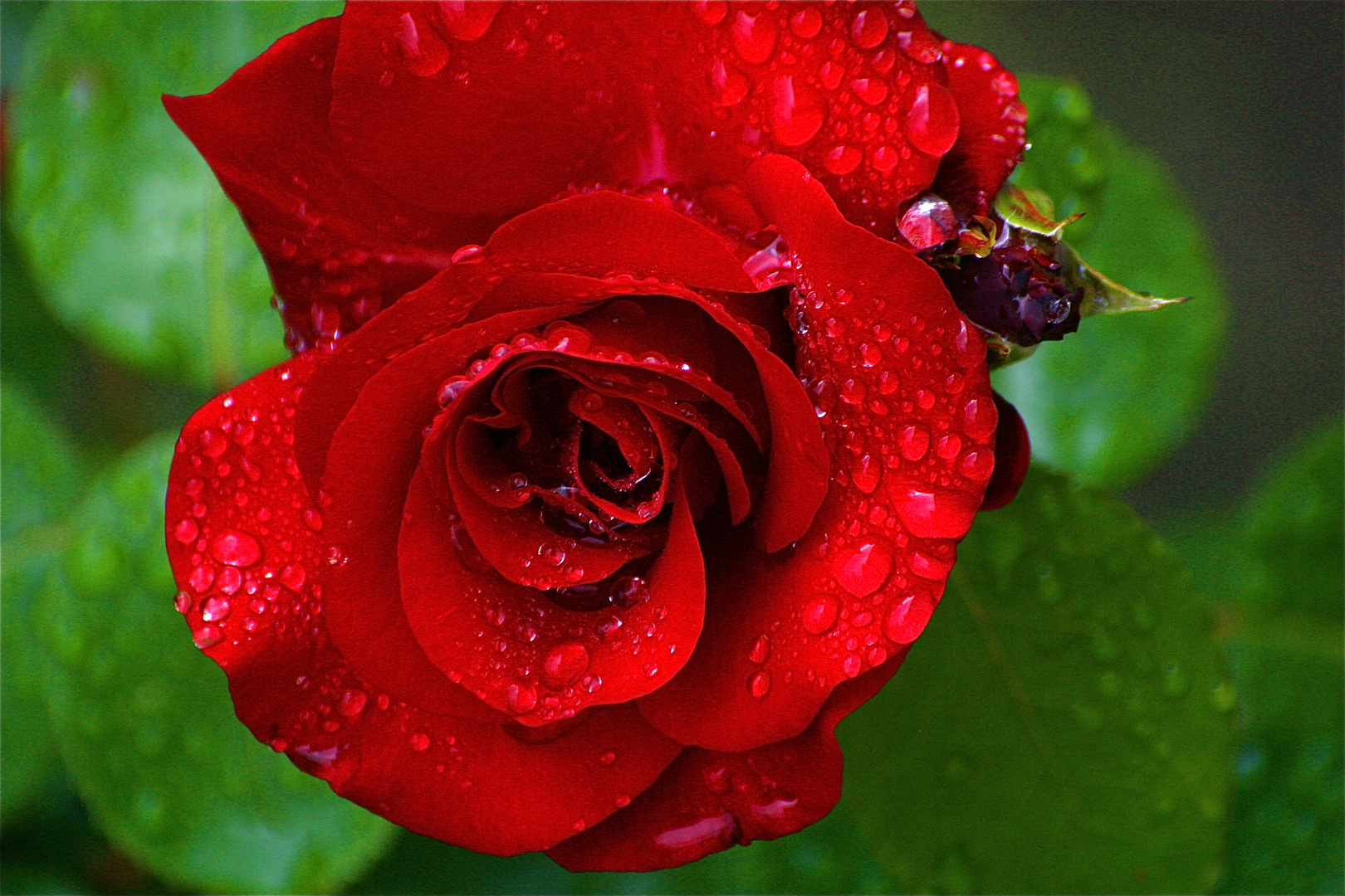 Rote Rose