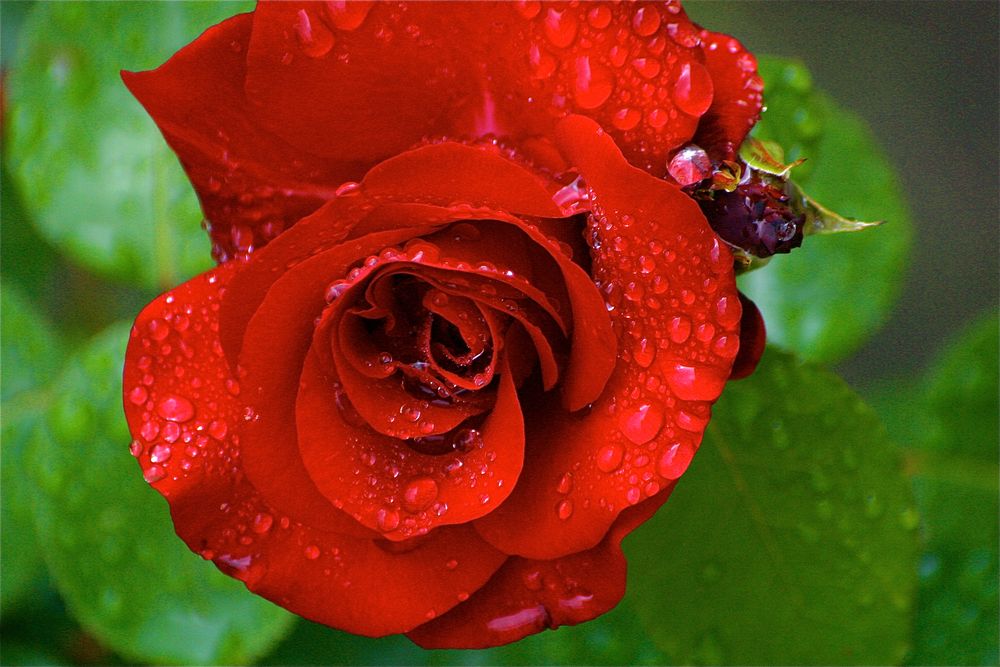 Rote Rose Foto & Bild | archiv projekte naturchannel, monatswettbewerbe
